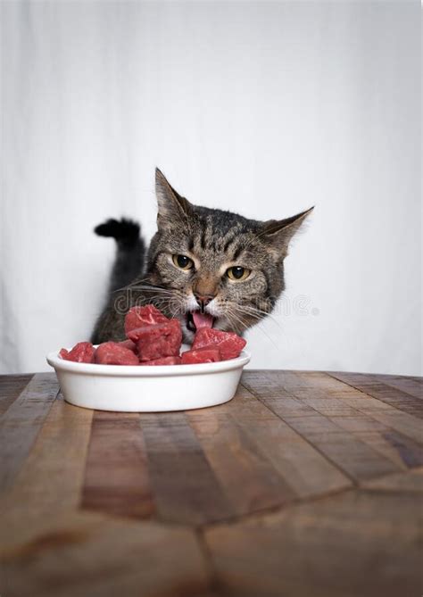 Cat Eating Meat Stock Photo Image Of Mammal Pets Beef 20877548