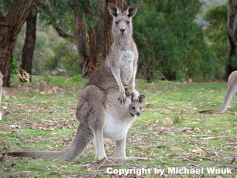 Känguruh Mit Nachwuchs Foto And Bild Tiere Wildlife Natur Bilder Auf