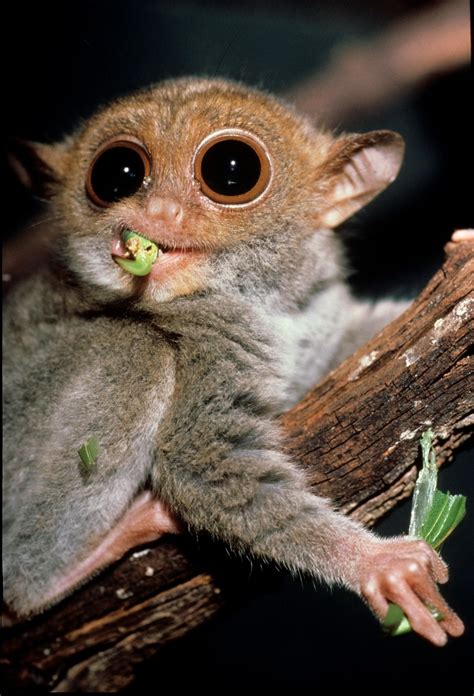 A Philippine Tarsier Image Eurekalert Science News Cute Animals