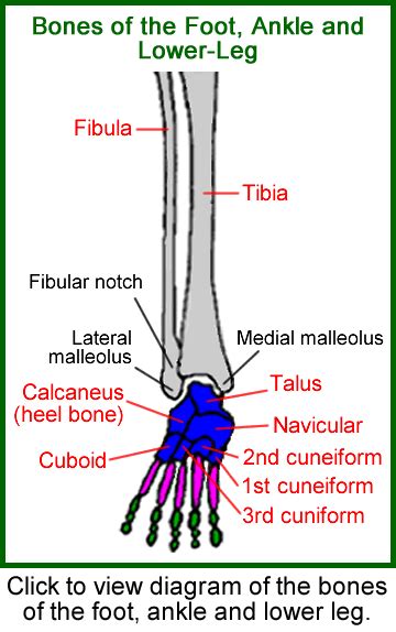 Tarsal Bones Ankle Bones