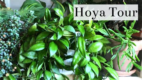 Hoya Houseplant Tour Youtube