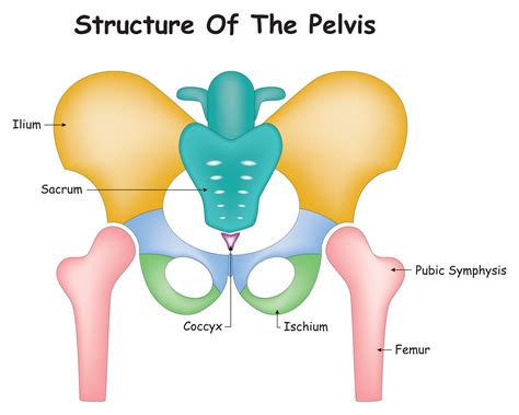 Structure Of The Pelvis Vector Design Illustration Diagram 34201613