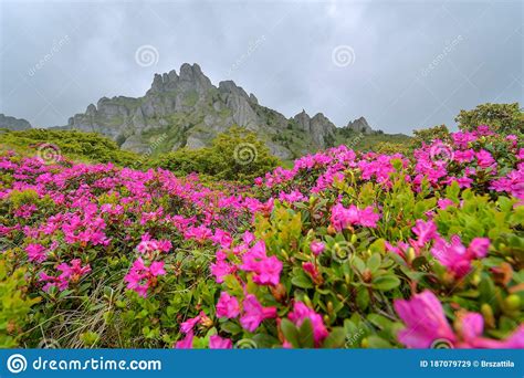 Spectacular Rhododendron Flowers And Bucura Mountain Lakesretezat