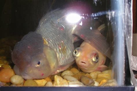 Fish lice and anchor worms are the major external parasitic infestations in all types of fishes particularly gold fish and koi carp. Anchor Worm Agony | AquariaCentral.com