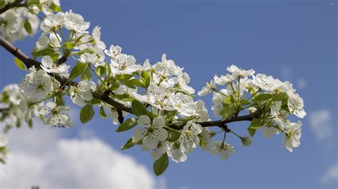 I love creating tree branch flower arrangements from all the gorgeous blooms. Pear tree branch wallpaper - Flower wallpapers - #42060