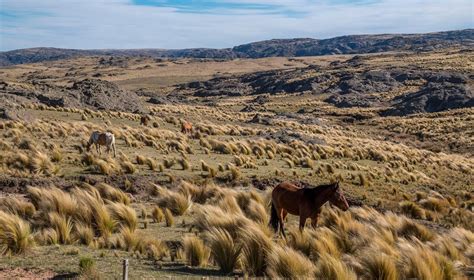 Panic Sweeps Argentine Pampas As Farmers Old Nemesis Returns Bloomberg