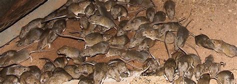 Come learn over 25 effective organic pest control methods for your garden, such as beneficial insects, row covers, soap spray & more! Mice Pest Control - Hudson and Summit County, Ohio ...