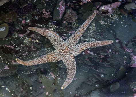 Giant Sea Star Flickr Photo Sharing