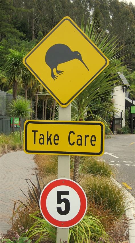 Drivers Beware Slow Down The Pace Kiwi Can Not Fly And Had Too Many Lives So Be Careful