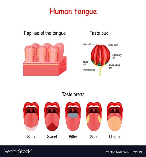 Taste Bud And The Papillae Of The Tongue Human Mouth Isolated On White