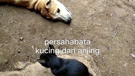 Persahabat kucing dan ajing - YouTube