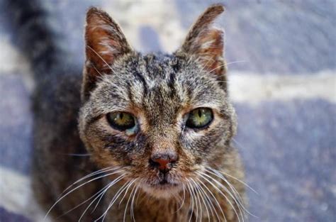 Although cherry eye can occur in cats, it's rare, and occurs much more frequently in dogs. Cat Sinus Infection: Home Remedies
