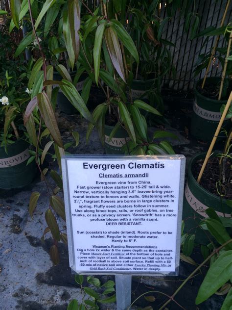 Best evergreen clematis for shade. Pin by loreensden on shade | Evergreen clematis, Clematis ...