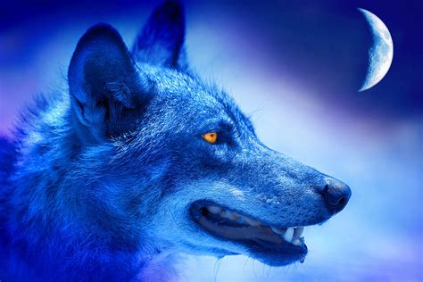 Alpha Wolf Photograph By Mal Bray Fine Art America