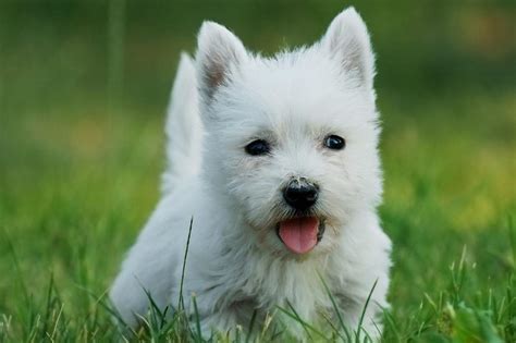 Meet The West Highland White Terrier