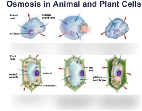 Check spelling or type a new query. Osmosis In Plant Cells Diagram ~ DIAGRAM