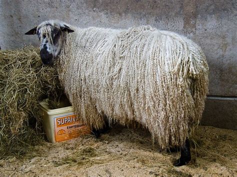 Curly Haired Sheep Flickr Photo Sharing