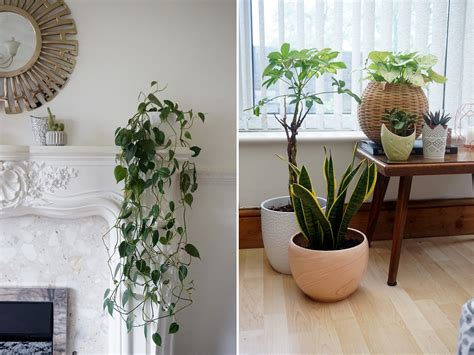 10 Of The Easiest House Plants To Care For Hey Mama