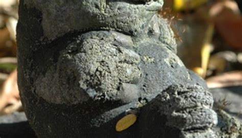 Shrews live in shallow tunnels, usually located under a rock or pavement in your garden. Mole Damage | Garden Guides