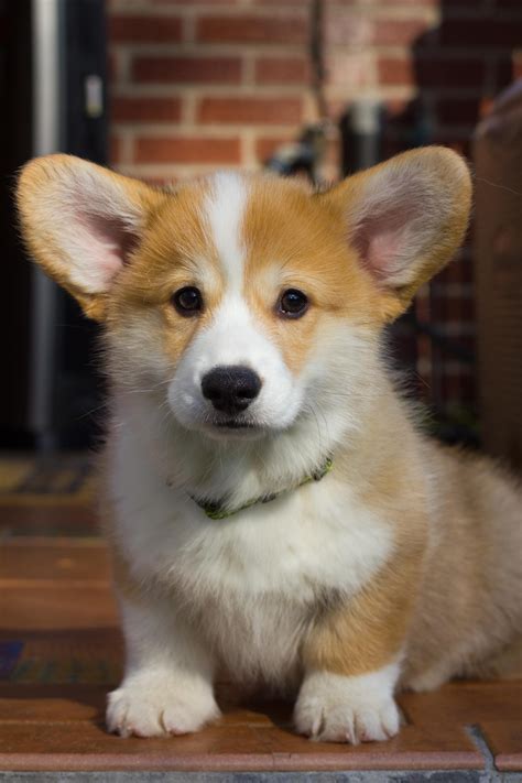 Cajun cardigans has been using nuvet supplement for about 3 years now. Fluffy Corgi Breeders. Corgi Puppies for Sale: Pembroke ...