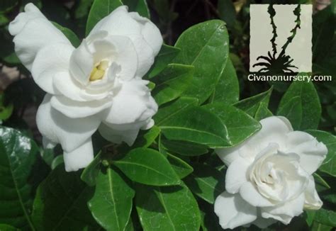 We did not find results for: Everblooming Gardenia - Gardenia jasminoides 'Veitchii ...