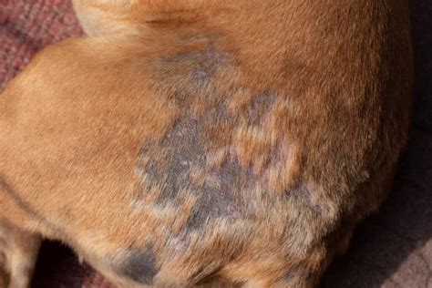 6 Of The Most Common Dog Skin Conditions