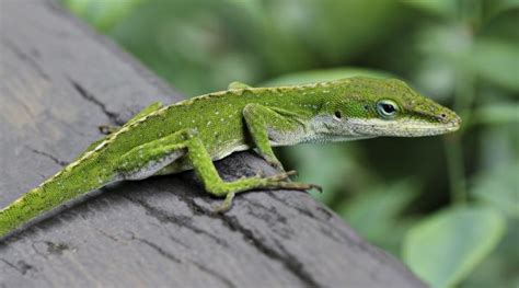 Top 15 Lizards Species In The World