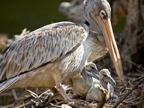 Baby Pelicans Complete Guide With Pictures Birdfact