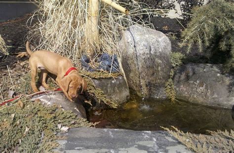 Bred to follow the magyar hunters on horse back, they have an amazing stamina and require a great amount of exercise and play. Lone Oaks Vizslas - Hutchinson, MN | Puppies For Sale