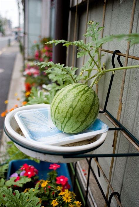 Growing Watermelons In Containers Is An Excellent Way For A Gardener