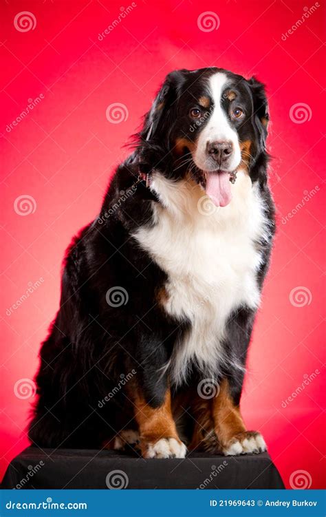 Bernese Mountain Dog On The Red Stock Image Image Of Mammal