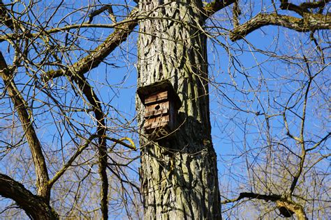 Free Images Tree Nature Branch Winter Spring Autumn Season