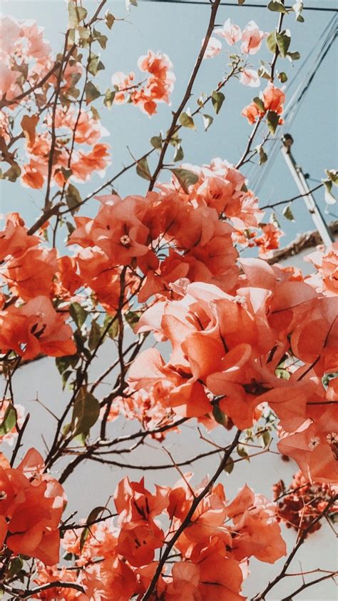 Bilder finden, die zum begriff schöne blumen passen. AYSUN🌙 | Blumen fotografie, Fotografie blumen, Iphone ...