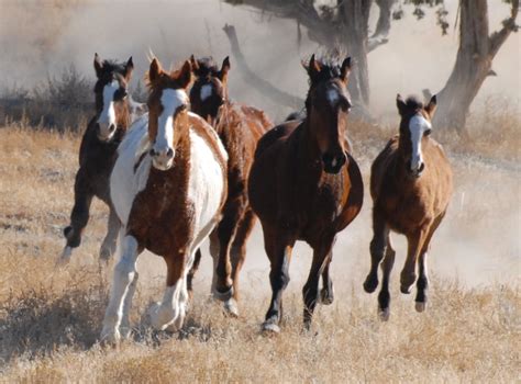 Preservationists Sue Blm Over Alleged Wild Horse Mismanagement Upr