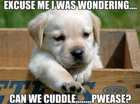 25 Cutest Cuddle Memes Sg Web