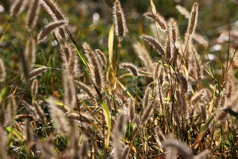 Wild Grass Seed Heads Picture | Free Photograph | Photos Public Domain