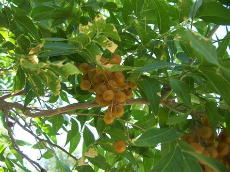 Although louisiana has many different types of soil, the state soil is the rustonsoil. Trees That Please Nursery: Western Soapberry Tree