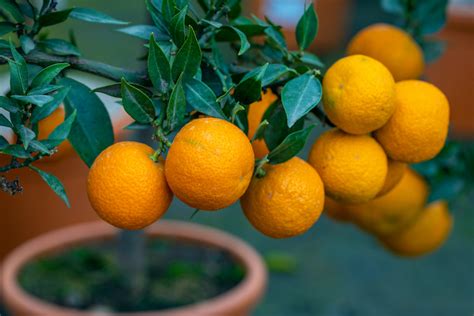 The Chinotto Sour Orange Tree - Minneopa Orchards