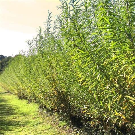 10 Hybrid Willow Tree Plant Austree Cuttings Grow 12