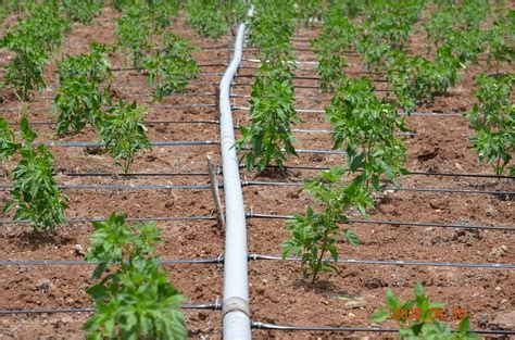 Tools of pest management the available techniques for controlling individual insect pests are conveniently categorised in. Advantages of Drip Irrigation - Agriculture and Technology