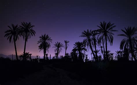 Wallpaper Sunset Night Sky Evening Palm Trees Moonlight Horizon