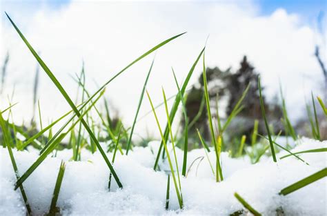 5 Winter Lawn Care Tips Legacy Turf Farms