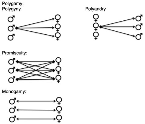 monogamy vs polygamy