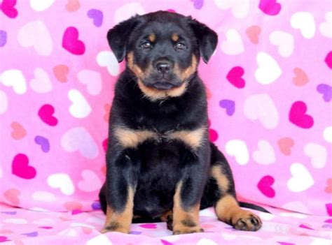 Rottweiler Mix Puppies For Sale | Puppy Adoption ...