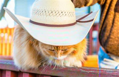 Cat Cowboy Hat Meme 25 Best Memes About Cowboy Hat Cowboy Hat Memes
