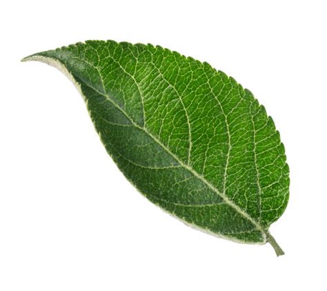 Royalty Free Apple Tree Leaves Pictures Images And Stock Photos Istock