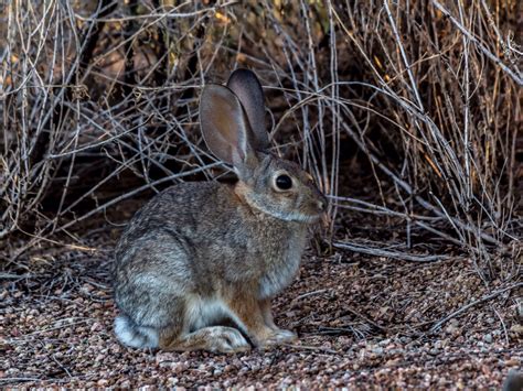 Arizona Desert Cottontail Rabbit Jmphotography Animals Rabbit Wildlife