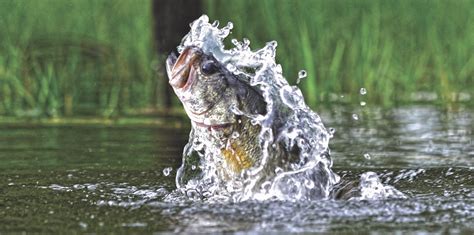 Freshwater Fishing Fishing Techniques Baits And Tackle Explained