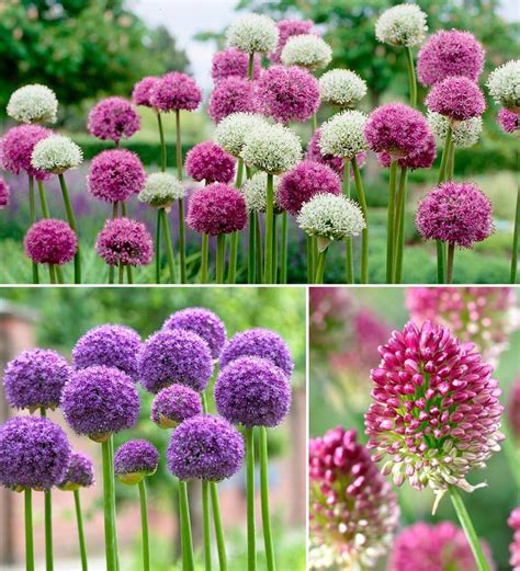 Allium Bulb Collection 100 Bulbs In 3 Varieties Plow Hearth
