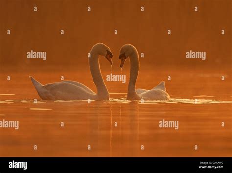 Swan Mating Behaviour Hi Res Stock Photography And Images Alamy
